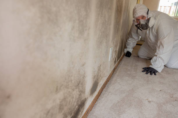 Best Mold Documentation for Insurance Claims  in Shil, OH